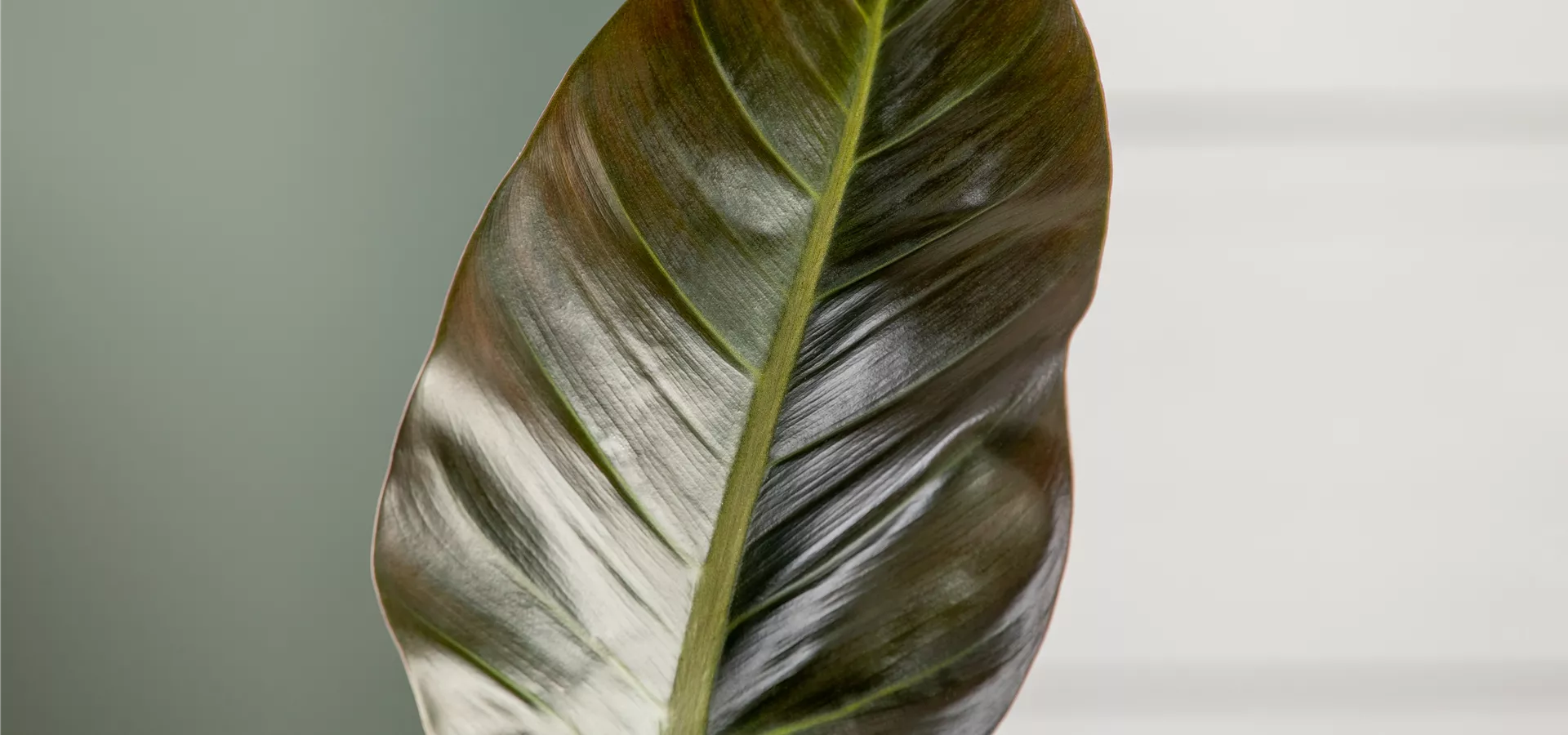 Philodendron 'Imperial Red'