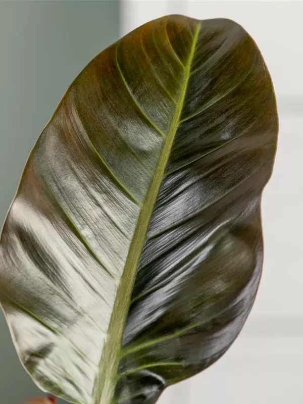 Philodendron 'New Red'