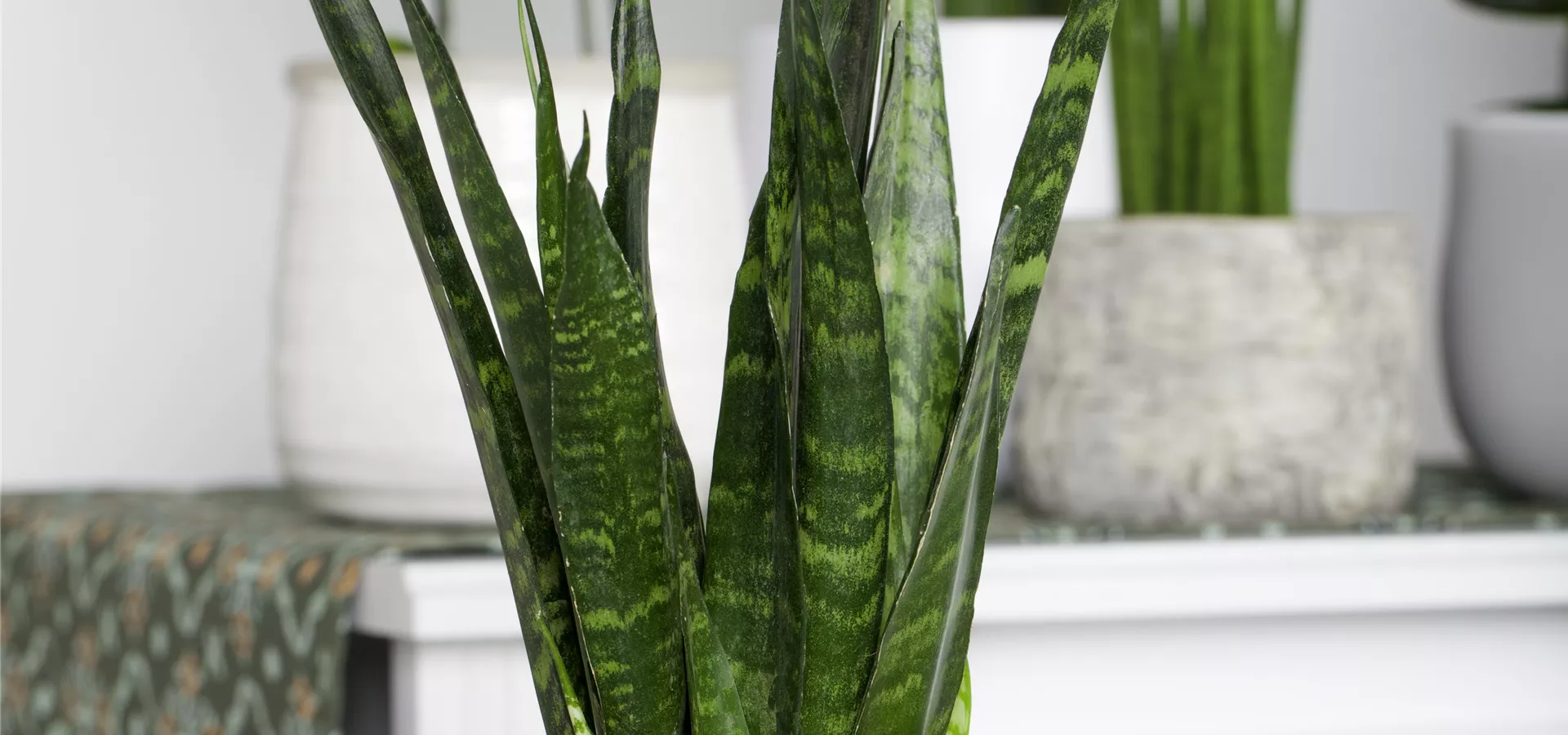 Sansevieria trifasciata