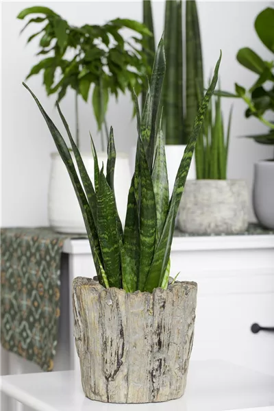 Sansevieria trifasciata