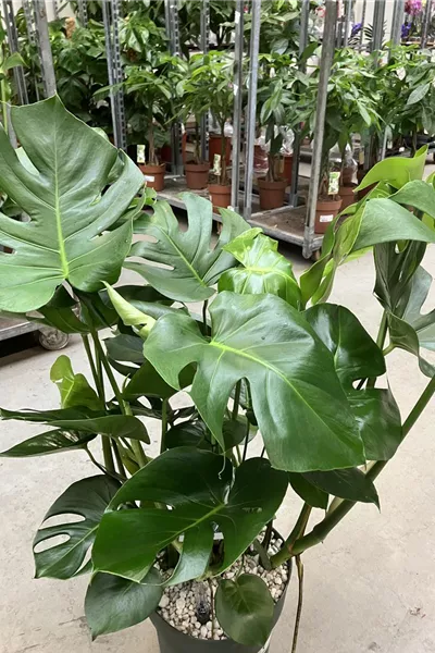 Monstera deliciosa