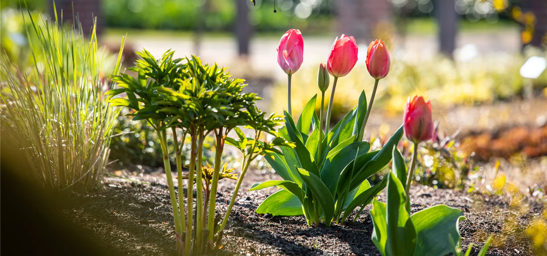 Tulipa, rosa