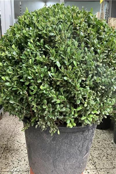 Ilex crenata &#39;Convexa&#39; Kugel