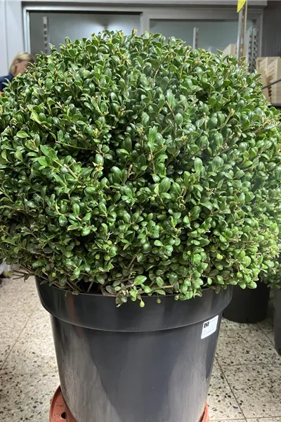 Ilex crenata &#39;Convexa&#39;, Kugel