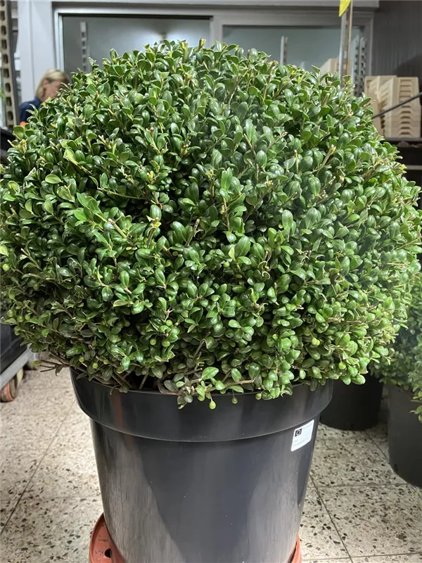 Löffel-Ilex 'Convexa'