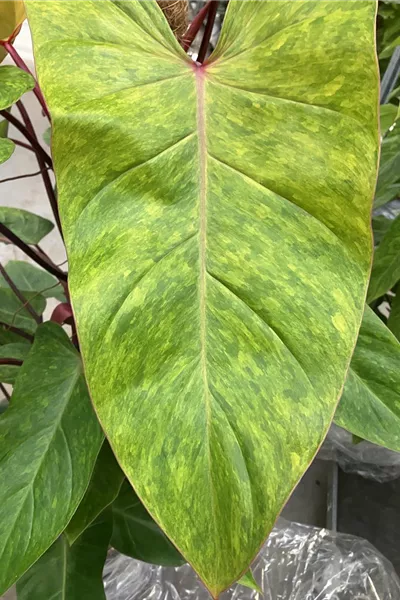 Philodendron Painted Lady