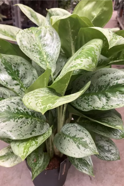 Aglaonema Lemon Mint