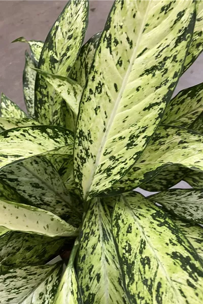 Dieffenbachia seguine &#39;Vesuvius&#39;