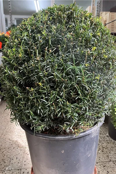 Taxus baccata