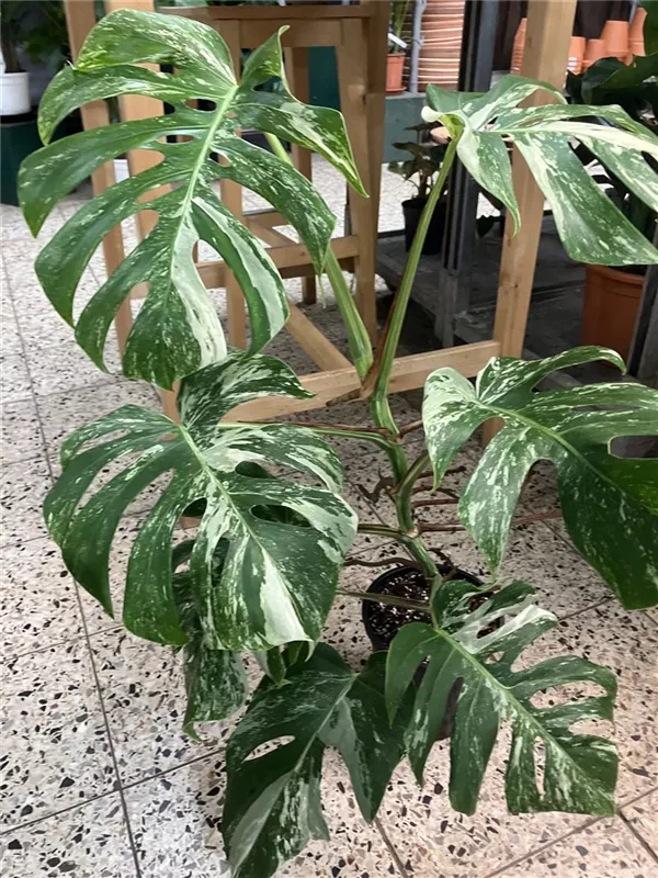 Monstera