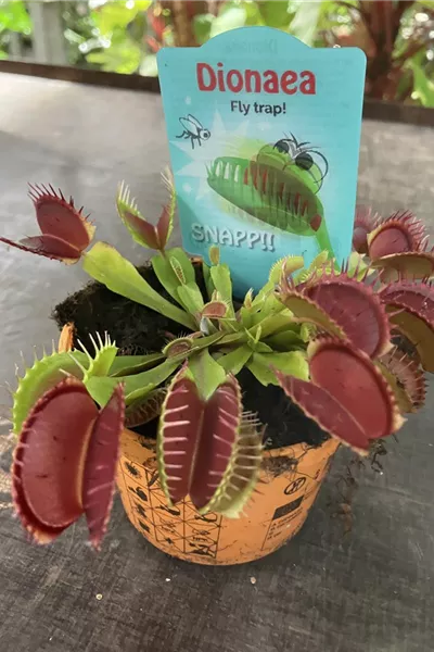 Dionaea muscipula &#39;Little Monster&#39;