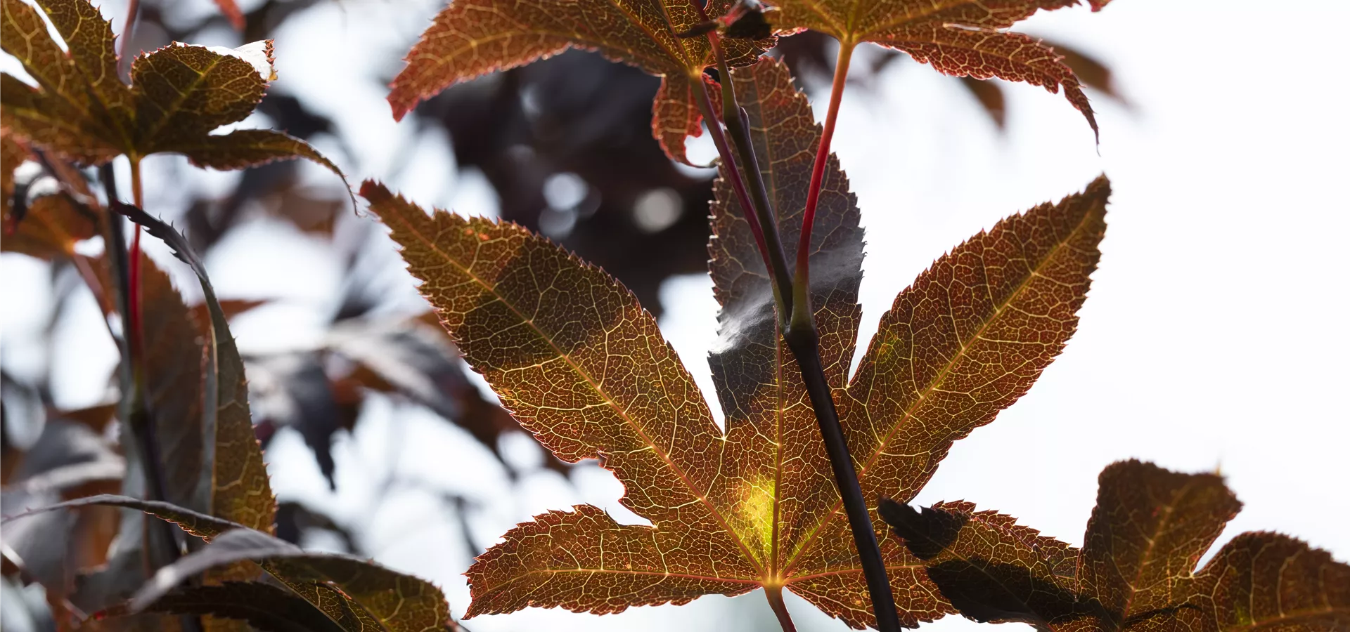 Acer palmatum 'Bloodgood'