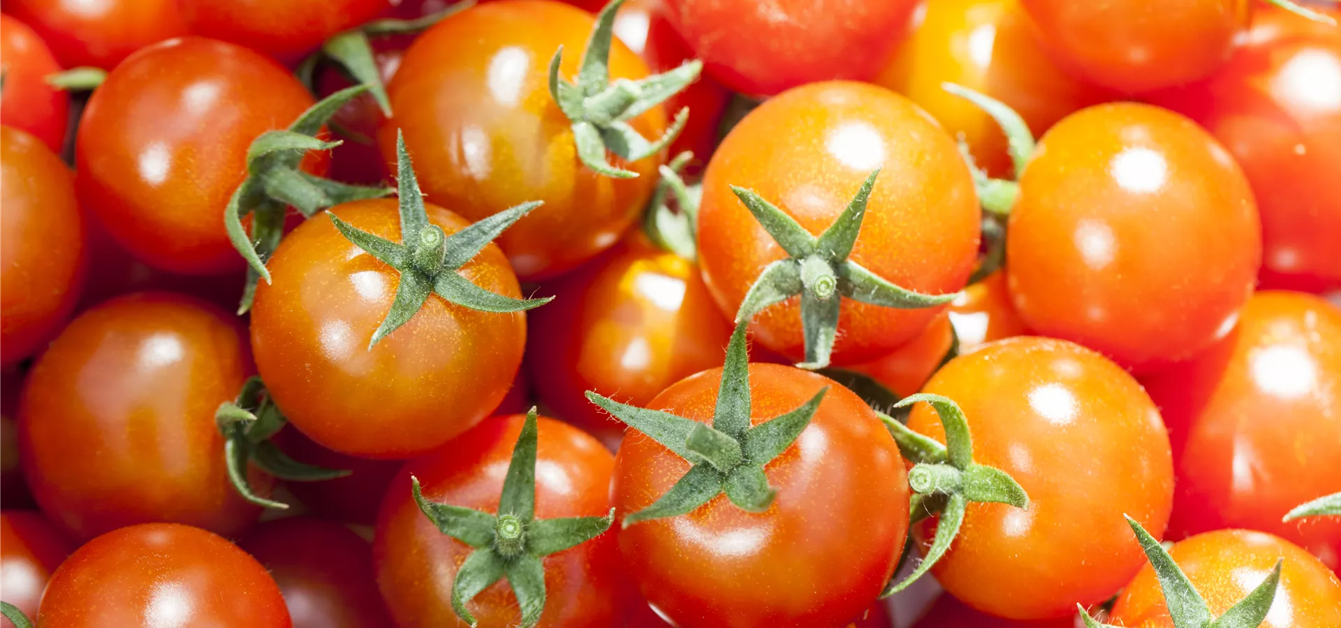 Solanum lycopersicum