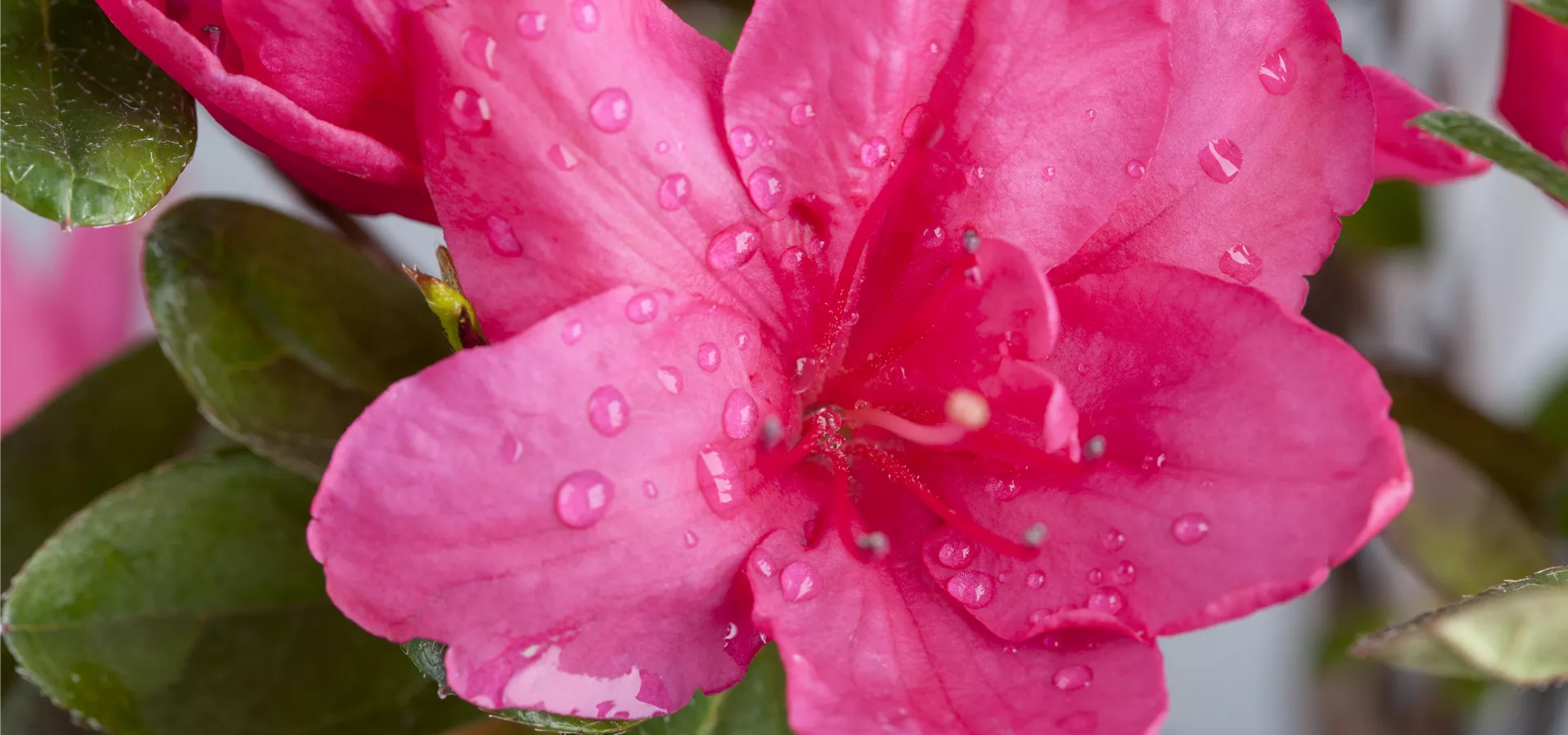 Rhododendron simsii, pink