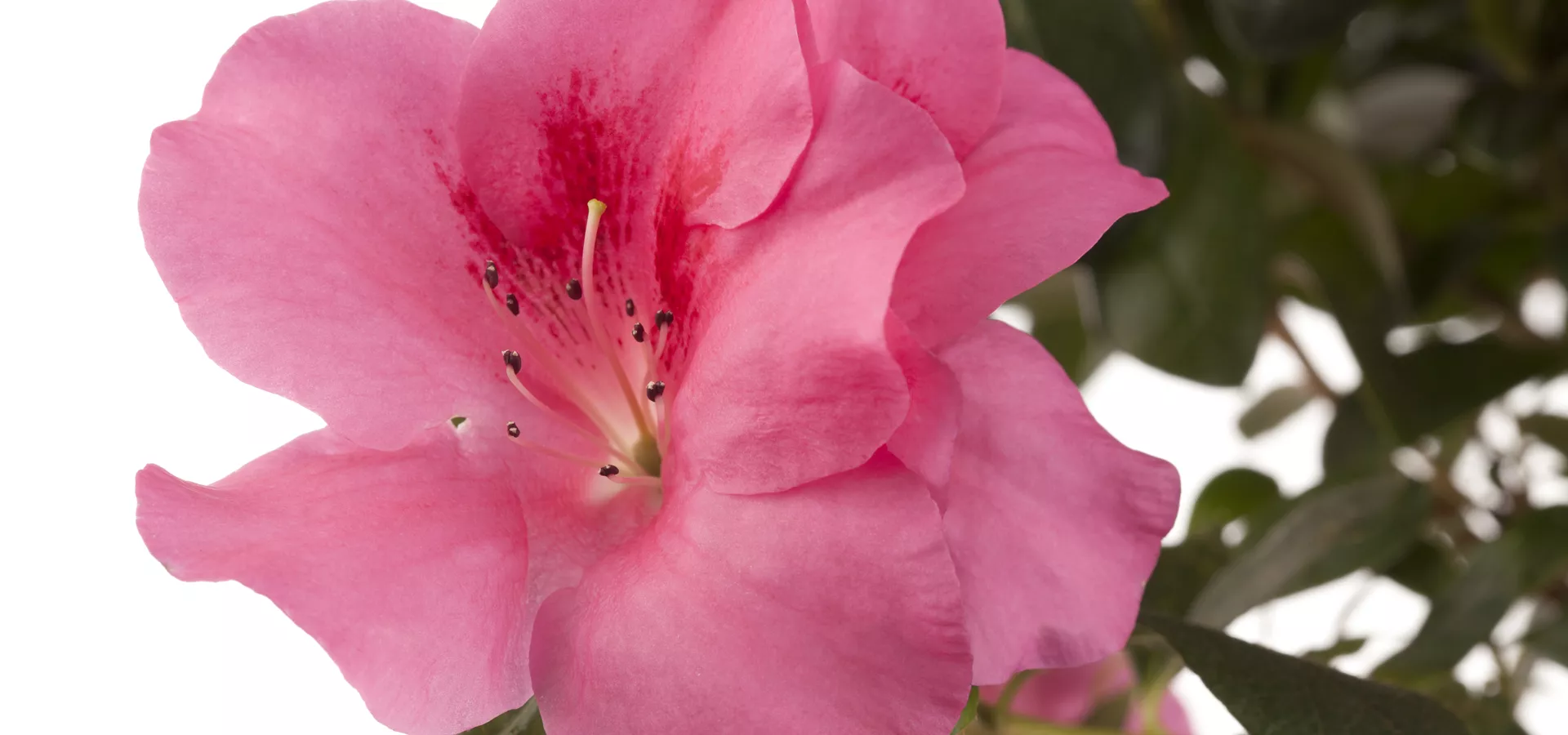 Rhododendron simsii, rosa