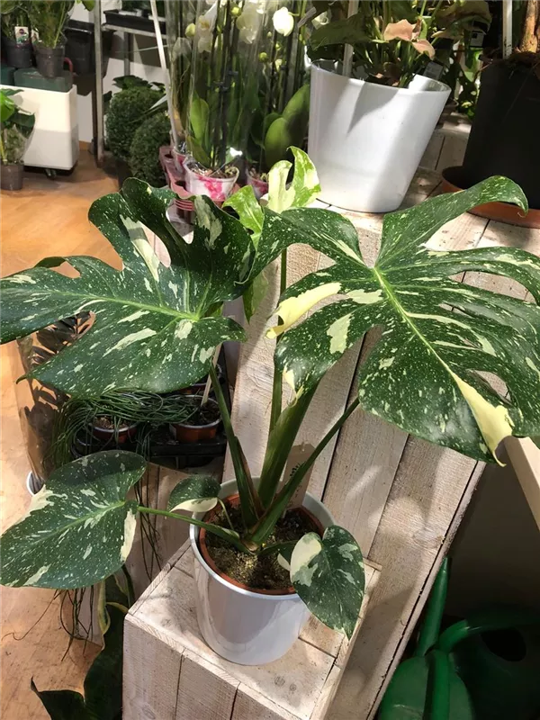 Monstera 'Thai constellation'