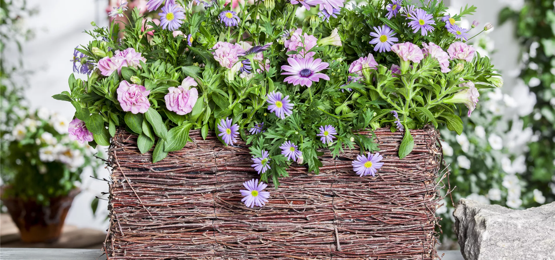 Osteospermum