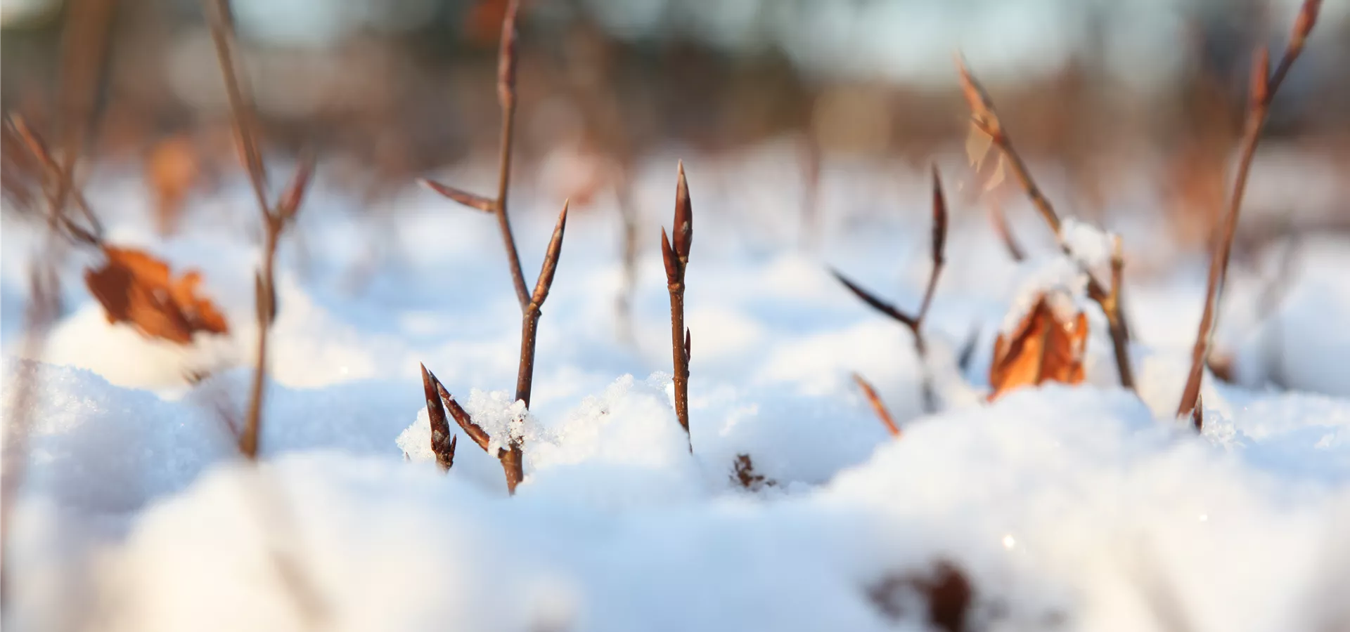 Winterhecke