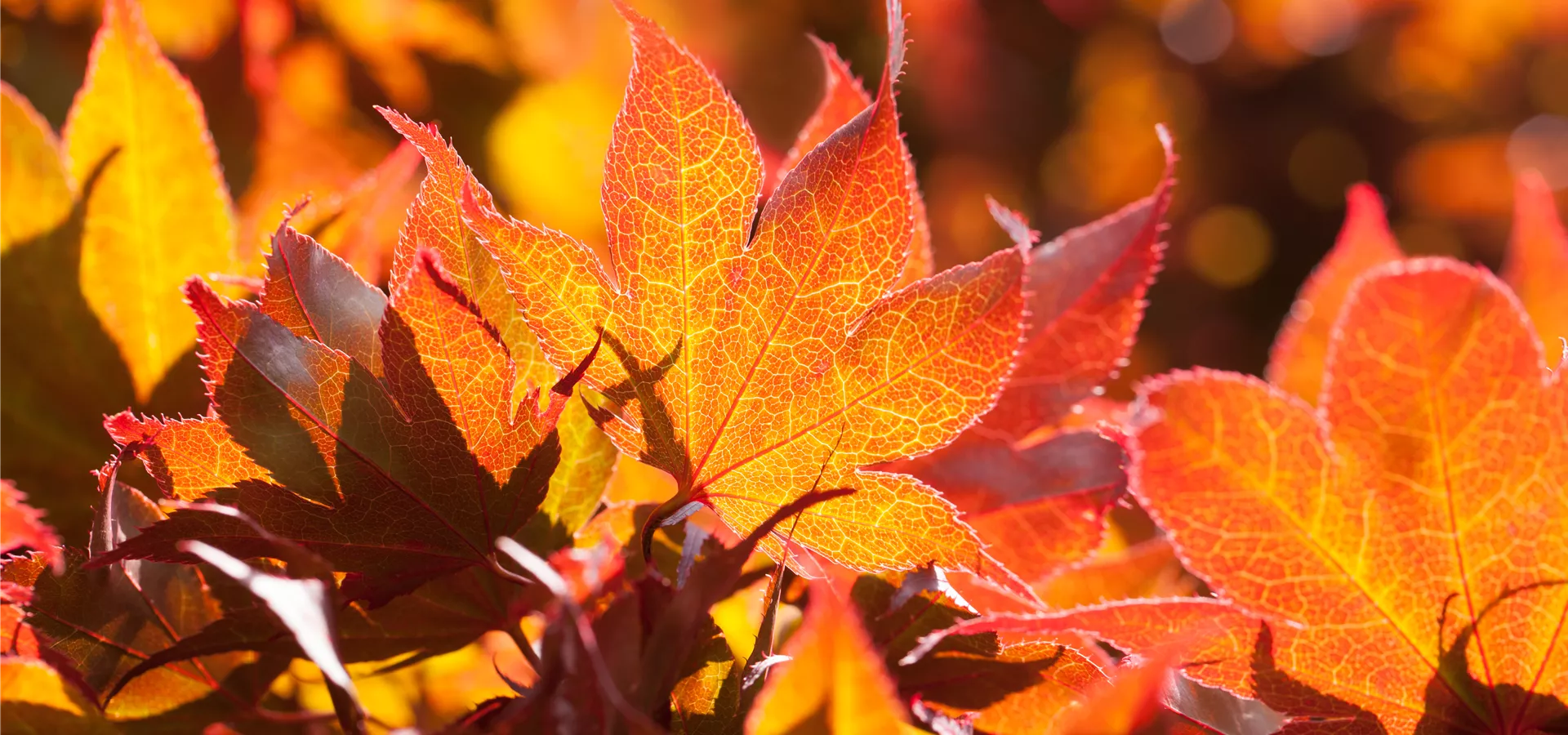 Acer palmatum 'Fireglow'