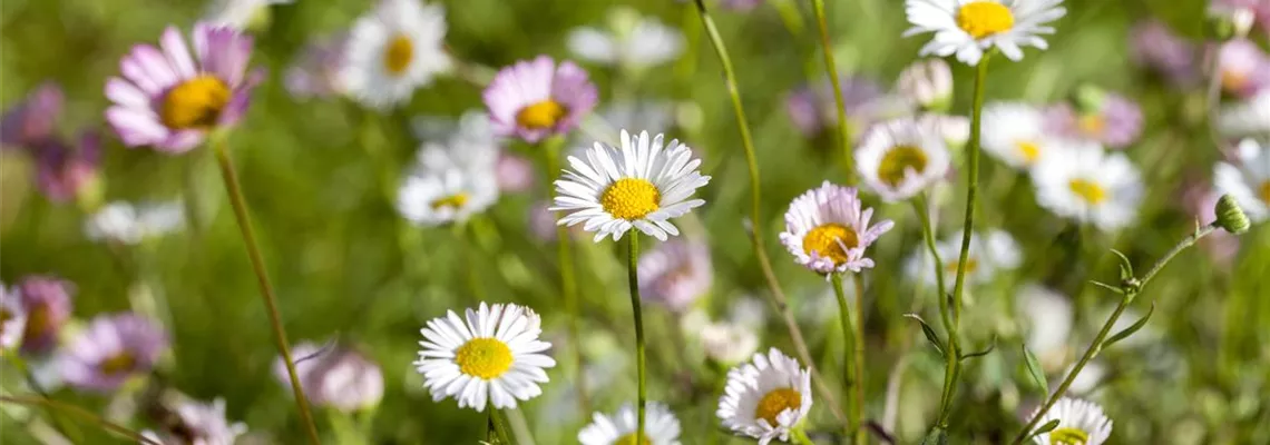 Die heilende Wirkung von Gänseblümchen