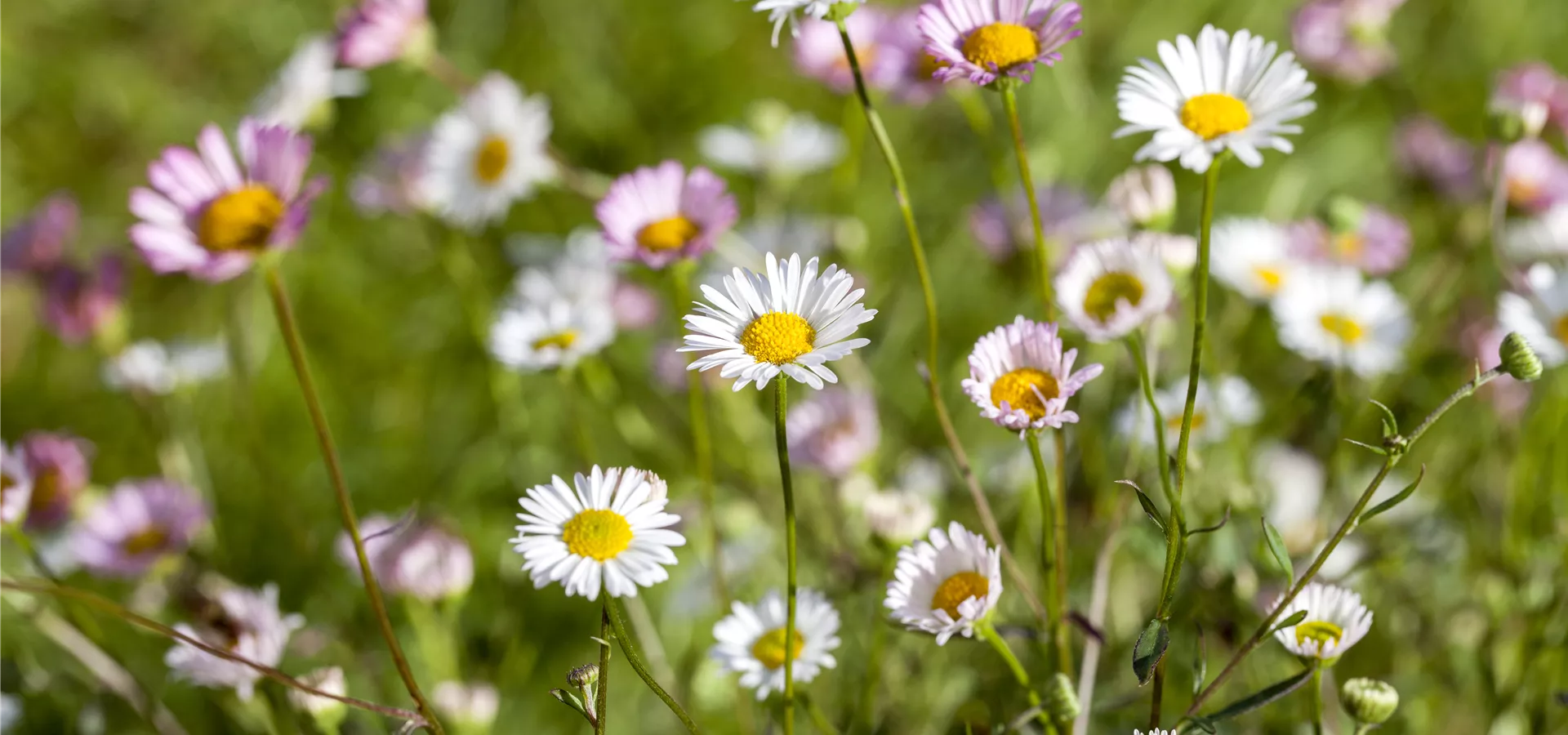 Bellis perennis