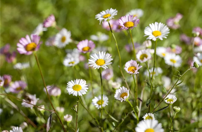 Die heilende Wirkung von Gänseblümchen